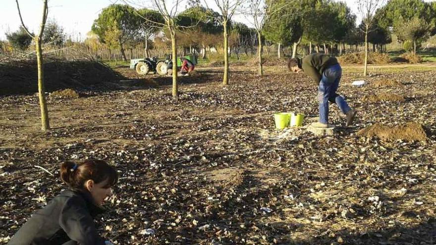 Un ensayo en el vivero de la Diputación obtiene setas de troncos de chopos y álamos