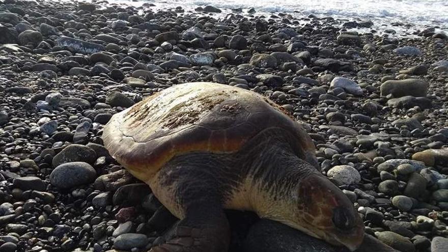 Ejemplar de tortuga boba encontrado muerto en la playa de La Petunias de Marbella.