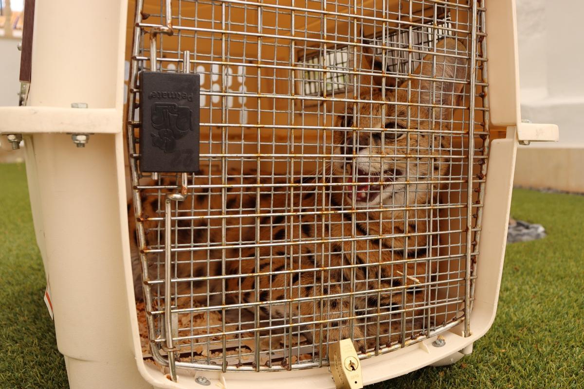 El animal dentro del transportín listo para viajar a Villena al centro de rescate AAP Primadomus.