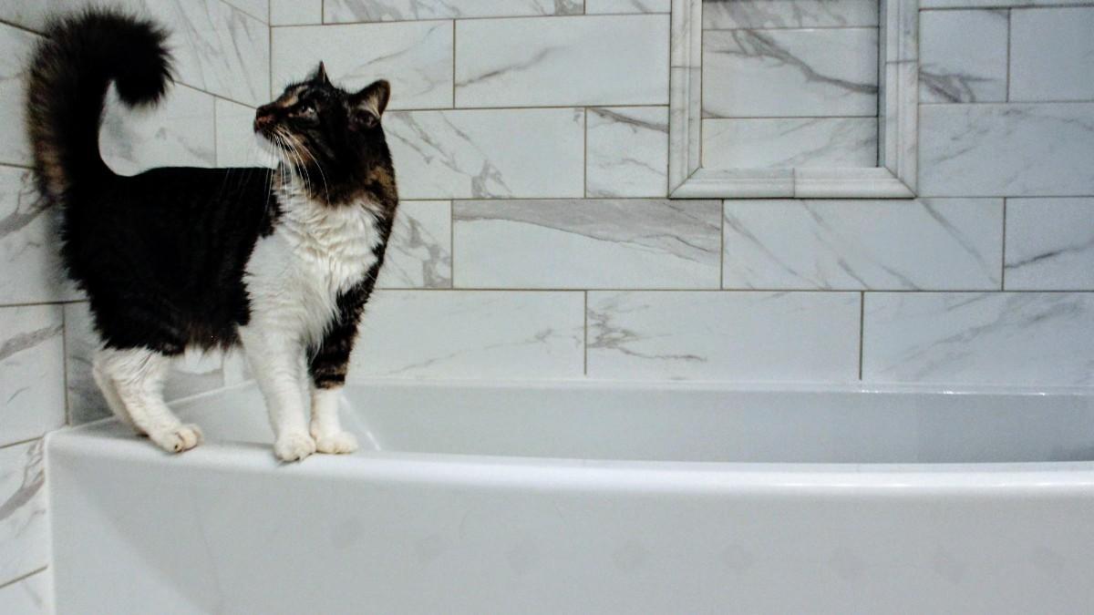 Un gato apoyado en una bañera