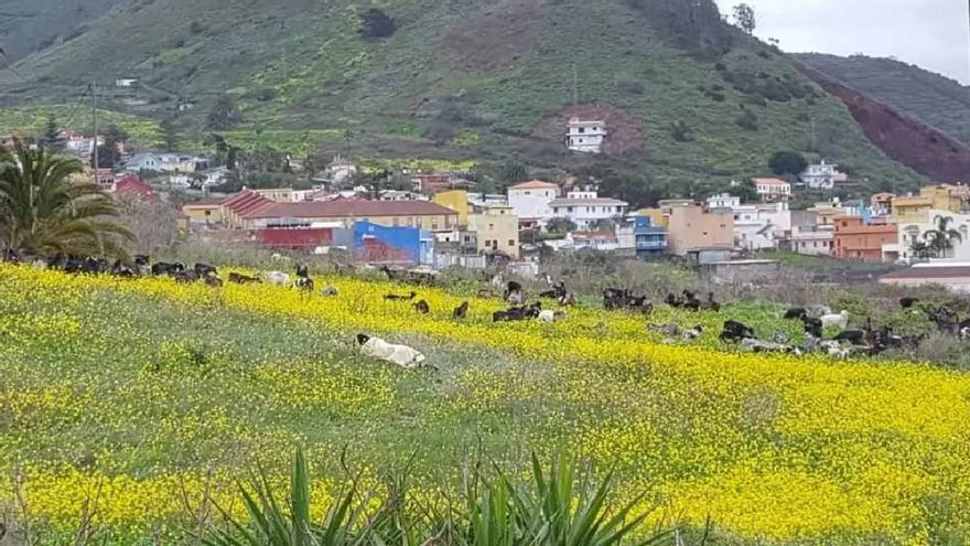 ‘Cabras bombero’ contra el rabo de gato y los incendios forestales en Tenerife