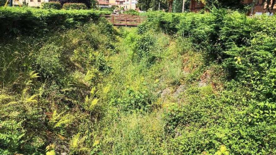 Un selva amazónica a escala en Morcín: la Confederación Hidrográfica sanea al arroyo Somorcín, comido por la maleza