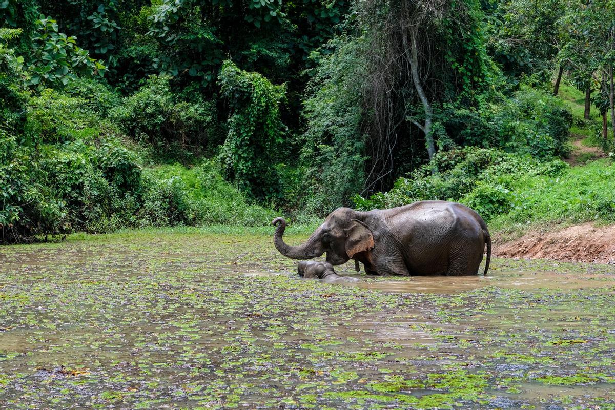 Elefante en Laos