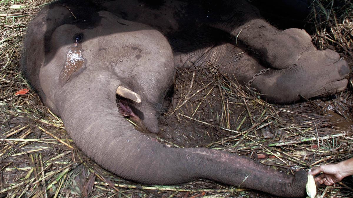 Yani, la elefante que murió entre lágrimas en un zoo de Indonesia