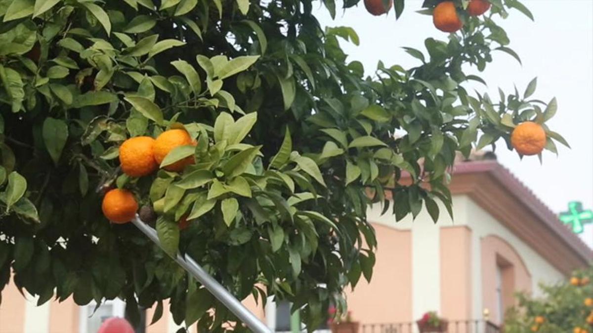Los naranjos son una especie de árbol muy presente en la ciudad.