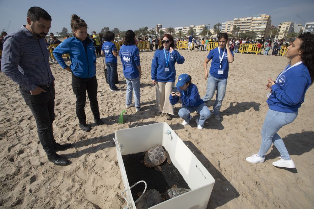 Suelta de tortugas en la playa del Port de Sagunt