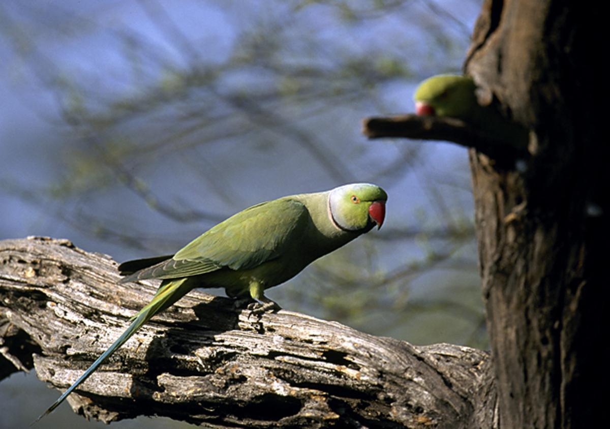 Dos cotorras de kramer.