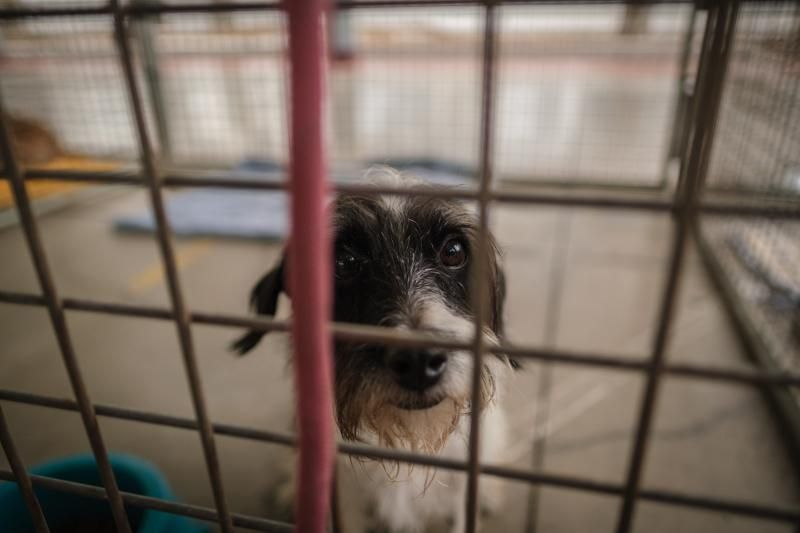 Volcán en Canarias: recogida de animales afectados por la erupción