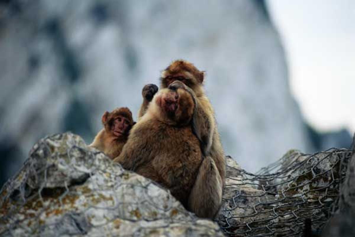 Monos de Gibraltar.