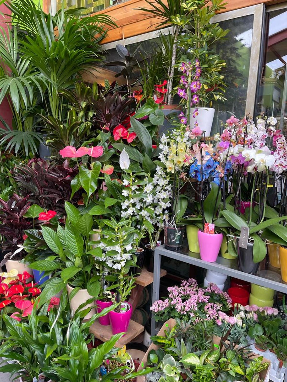 Selección de plantas