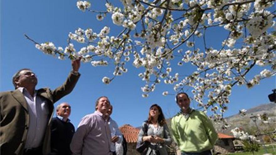 La Junta apoya el Cerezo en Flor como fiesta de interés nacional