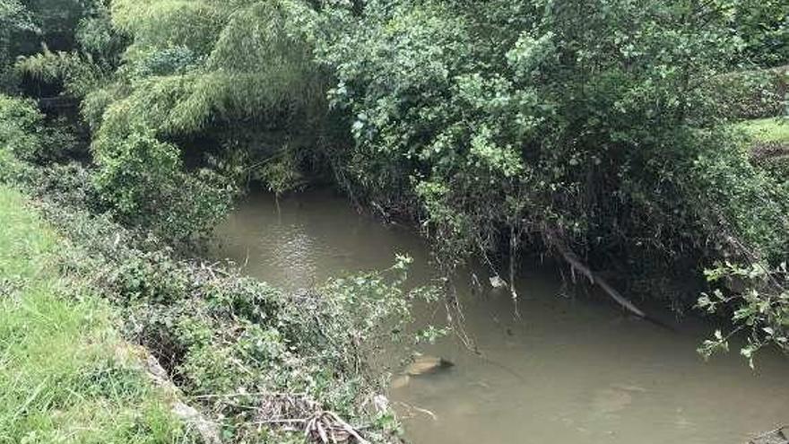 Cauce del río Pinzales en Cenero, lleno de maleza.