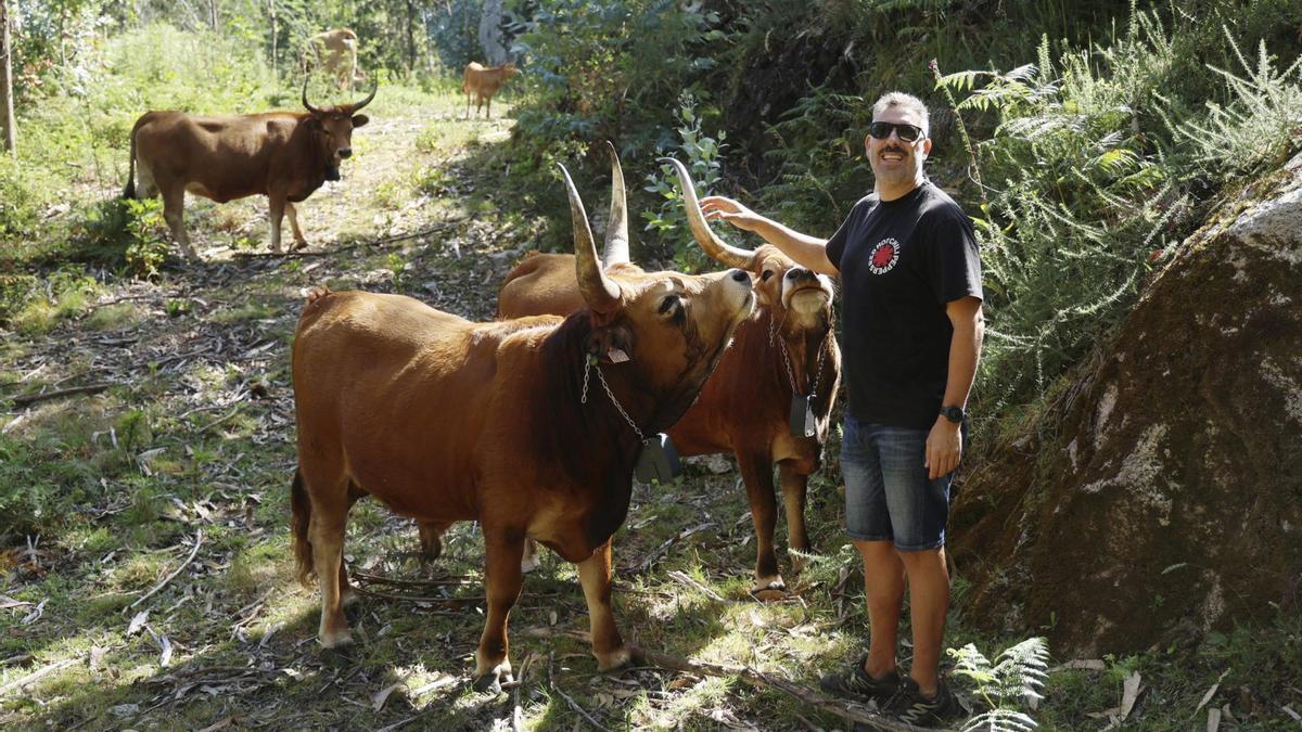 Iván Pérez con dos de los cinco ejemplares de vaca cachena que ya están en los montes de Lourizán.
