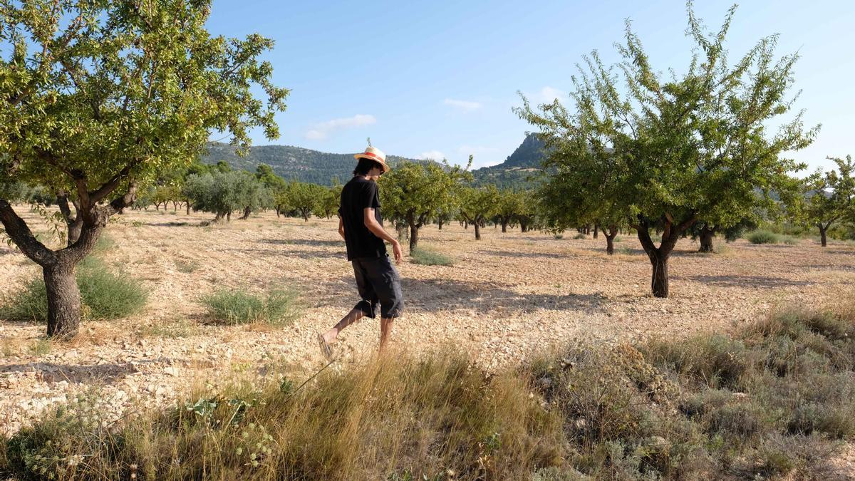 Una finca de almendros situada entre los términos de Sax y Castalla afectada por la plaga de avispilla.