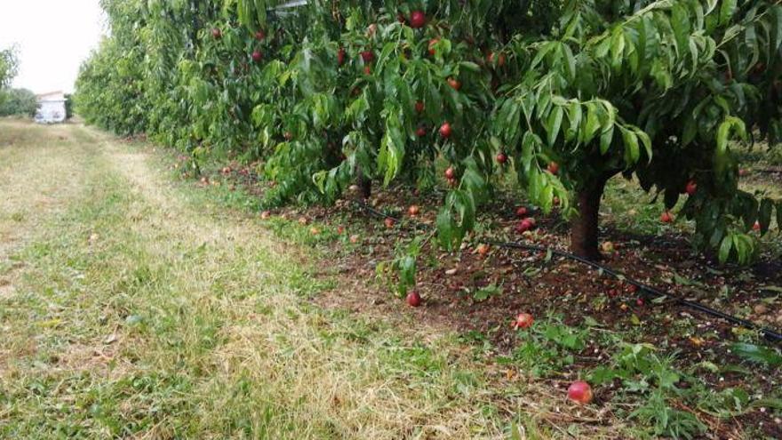 UAGA pronostica que la cosecha de fruta descenderá un 15% en Aragón