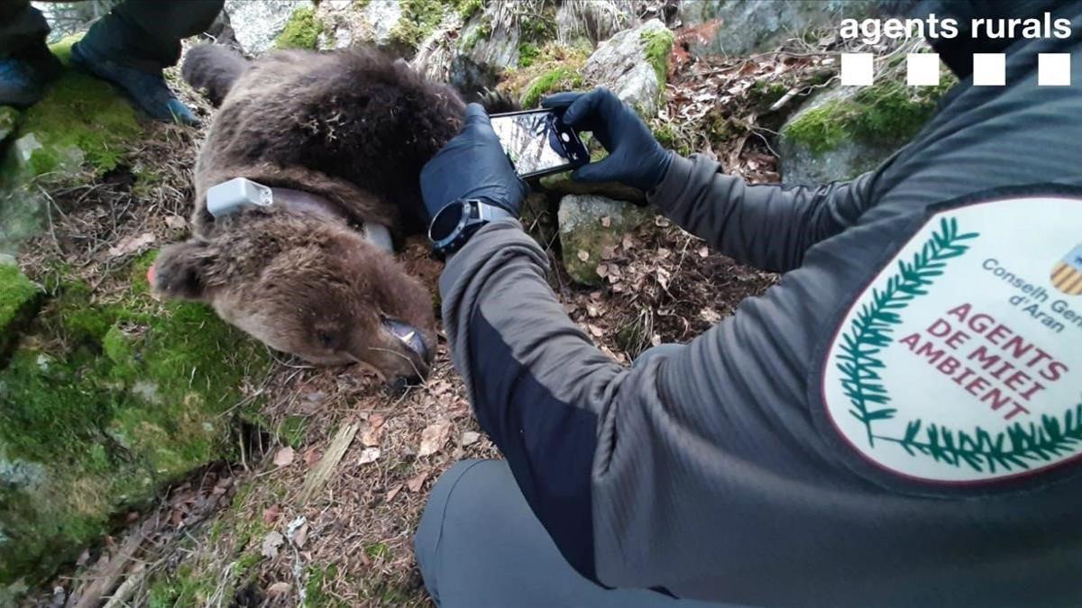 Uno de los agentes rurales que han encontrado muerto al oso Cachou saca fotos con el cadáver del animal, el pasado día 10