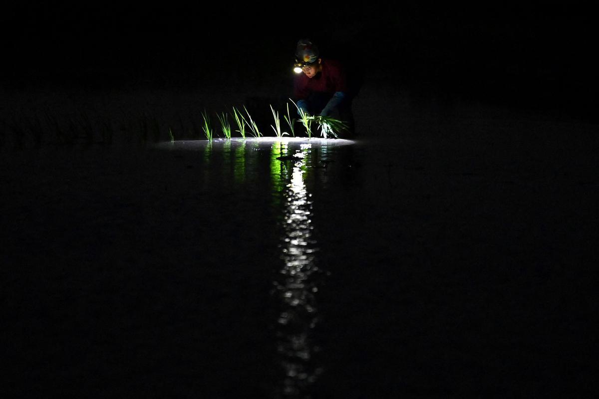 Plantar arroz de noche en Vietnam