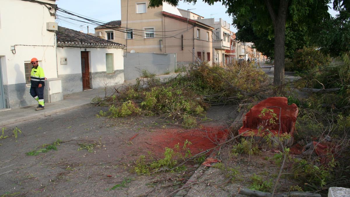 Ramas y la base de uno de los ejemplares que ayer fueron cortados en la zona para permitir la construcción del Tramo III de la Ronda Central de Evacuación a la altura del Puente de la Torta.