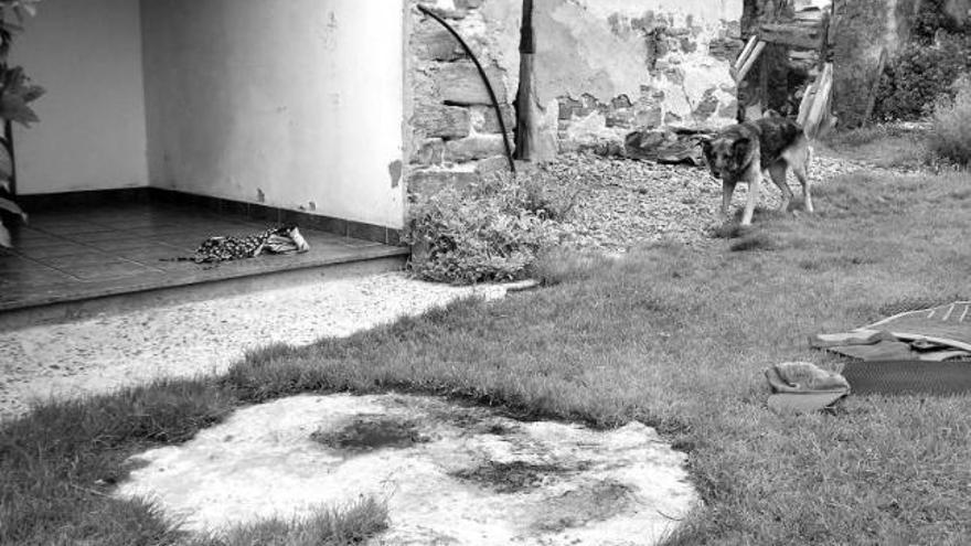 En primer término, restos de sangre, a la entrada de la casa de la mujer, con el perra al fondo, ayer, en Caroyas.