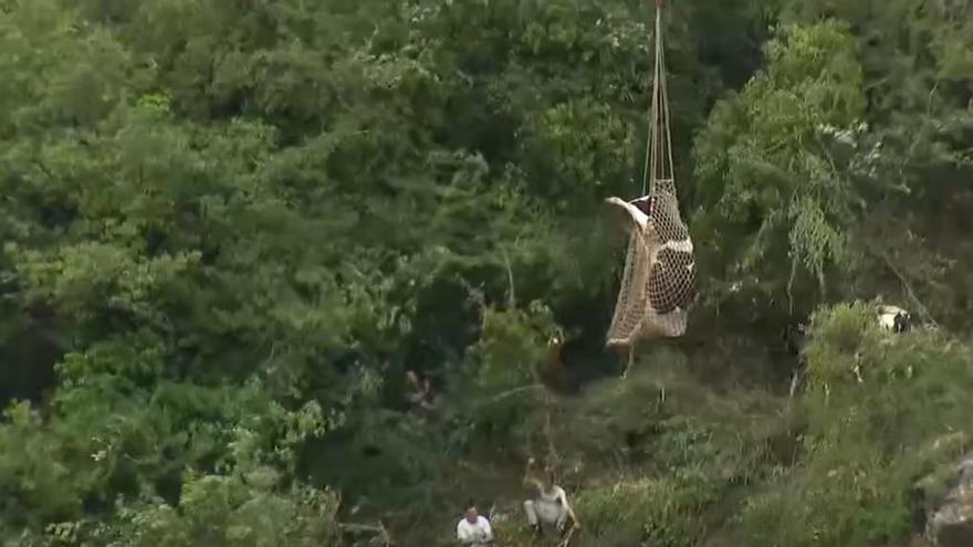 Rescatan en helicóptero a las vacas caídas por un barranco en la Ribeira Sacra