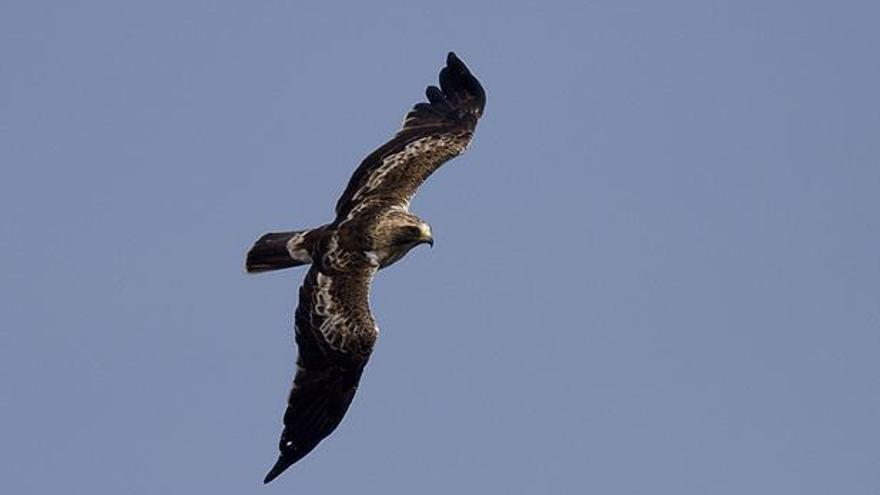 Un ejemplar de águila calzada en pleno vuelo. |  SEO BIRDLIFE