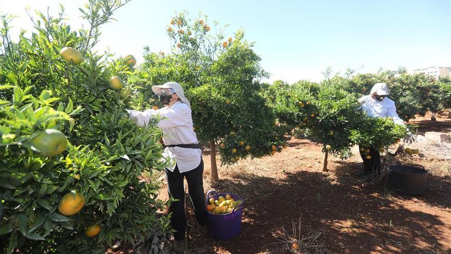 La naranja de Castellón tendrá menos competencia esta campaña