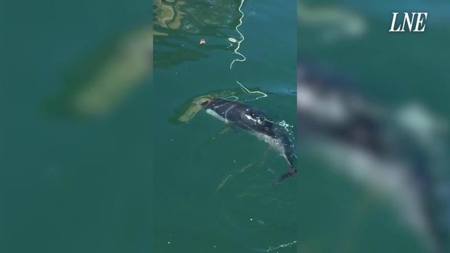 Así es el delfín que sorprendió a los paseantes en Llanes
