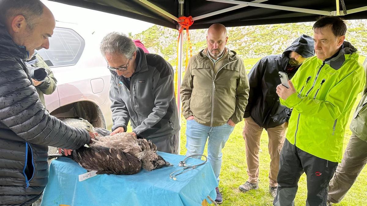 Chequeo veterinario a uno de los tres polluelos de quebrantahuesos que llegaron ayer al Parque Nacional de los Picos de Europa