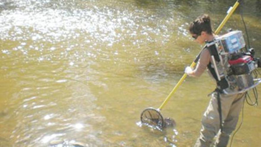 Un pez que estaba en peligro de extinción vuelve a poblar el río