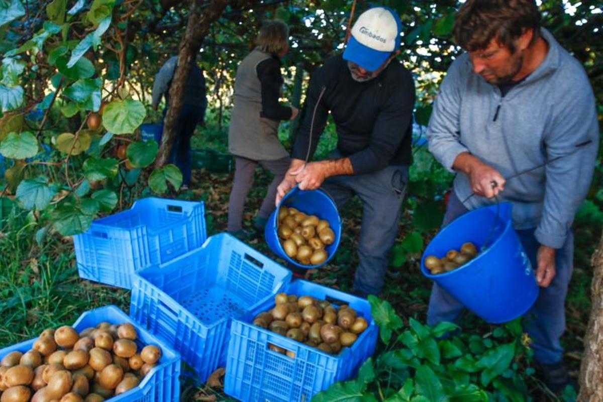 Recolecta de kiwi