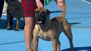 Una hembra de presa canario conejera se proclama campeona de España absoluta de belleza