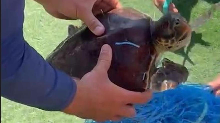 Liberan a una tortuga boba enredada en un saco de plástico en Torrevieja