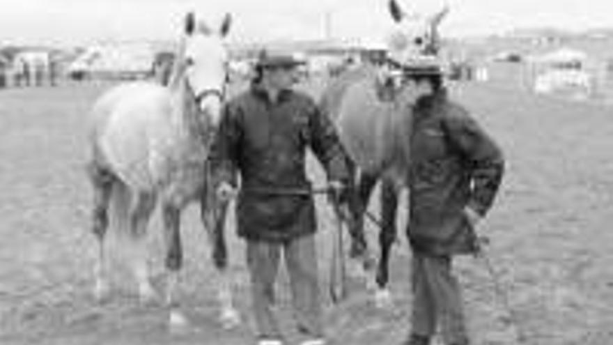 Excepcionales yeguadas del país se dan cita de nuevo en la feria del caballo que organiza Albalá