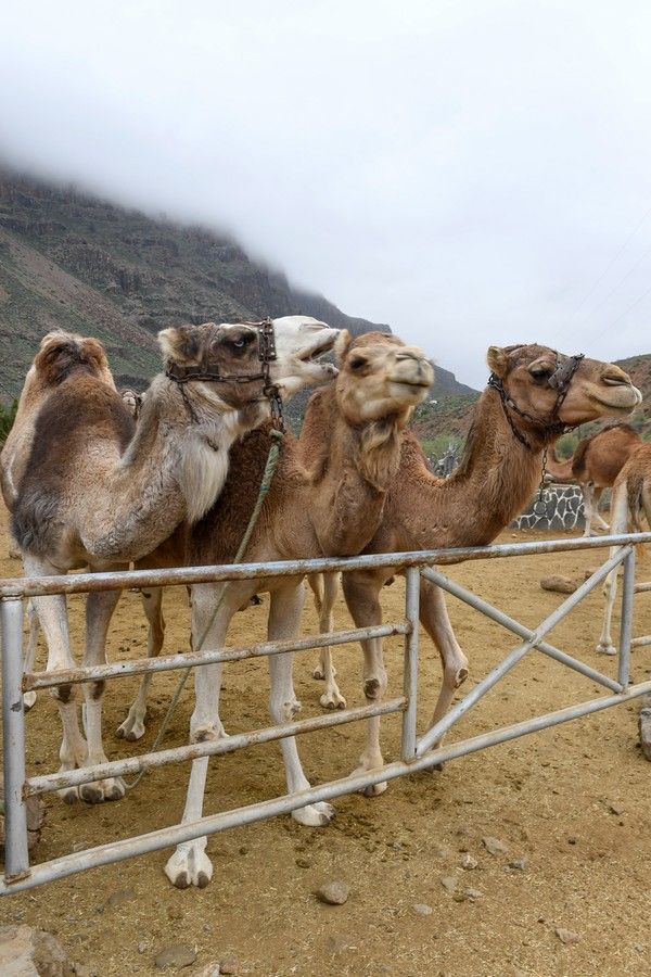 Camellos que este año se han quedado sin cabalgatas