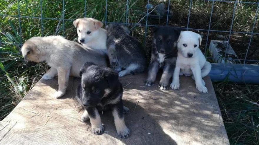 Abandonan a siete cachorros junto al río Girona en Orba