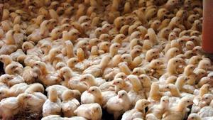 Una granja de pollos industrial en Lleida.