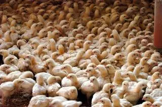 La epidemia de gripe aviar desconcierta a los expertos: 5 claves para entender esta crisis