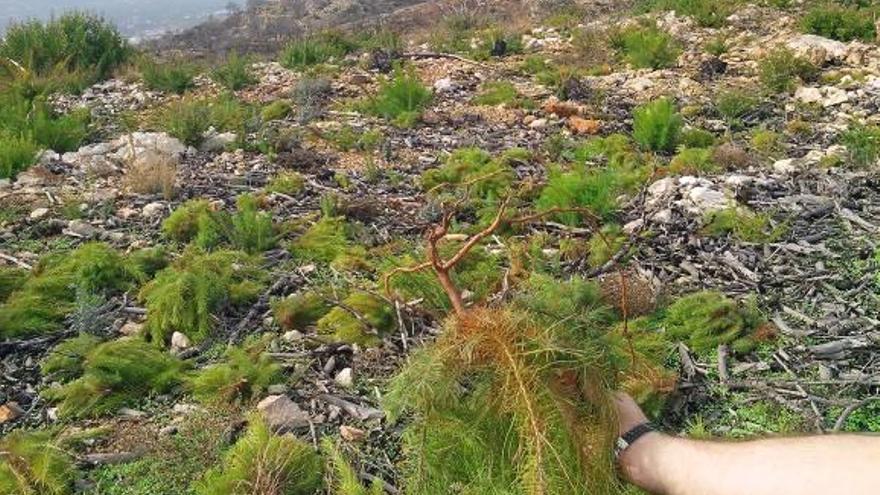 Arrancan miles de pinos que habían rebrotado tras el fuego del Montgó