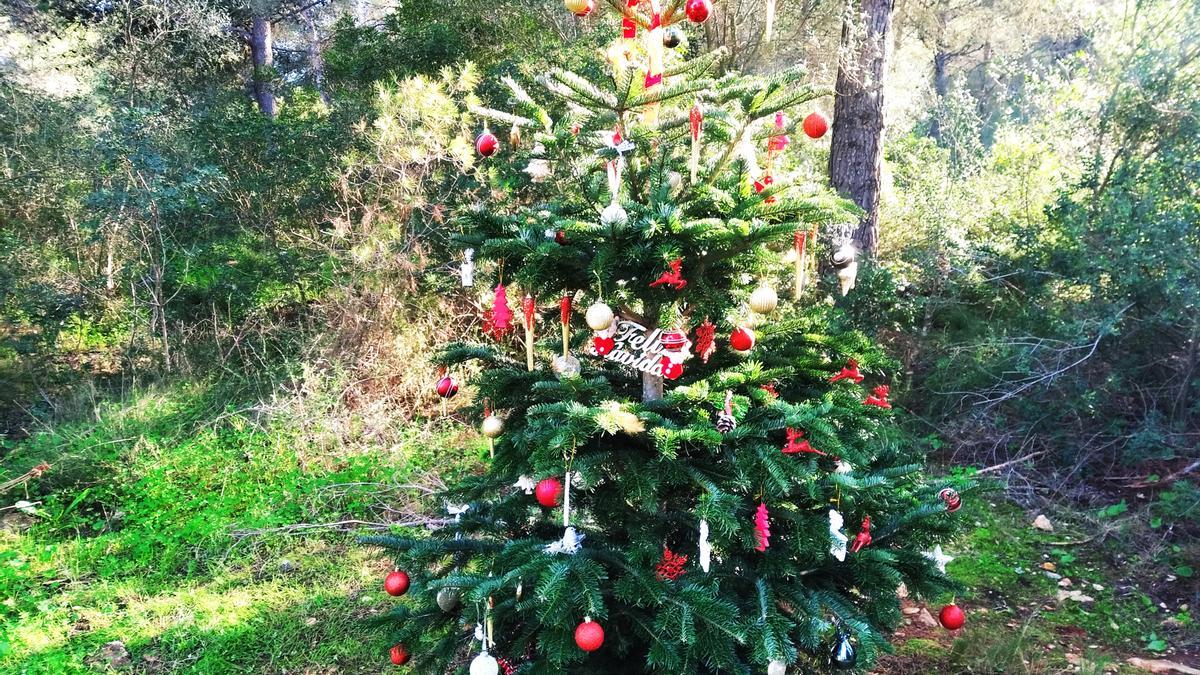 El árbol de Navidad está en el bosque de la Guàrdia, cerca de la Granadella
