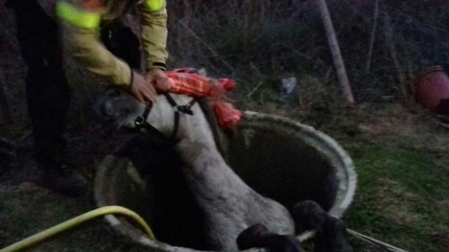 Rescaten un cavall que havia caigut dins d&#039;un pou a Empuriabrava