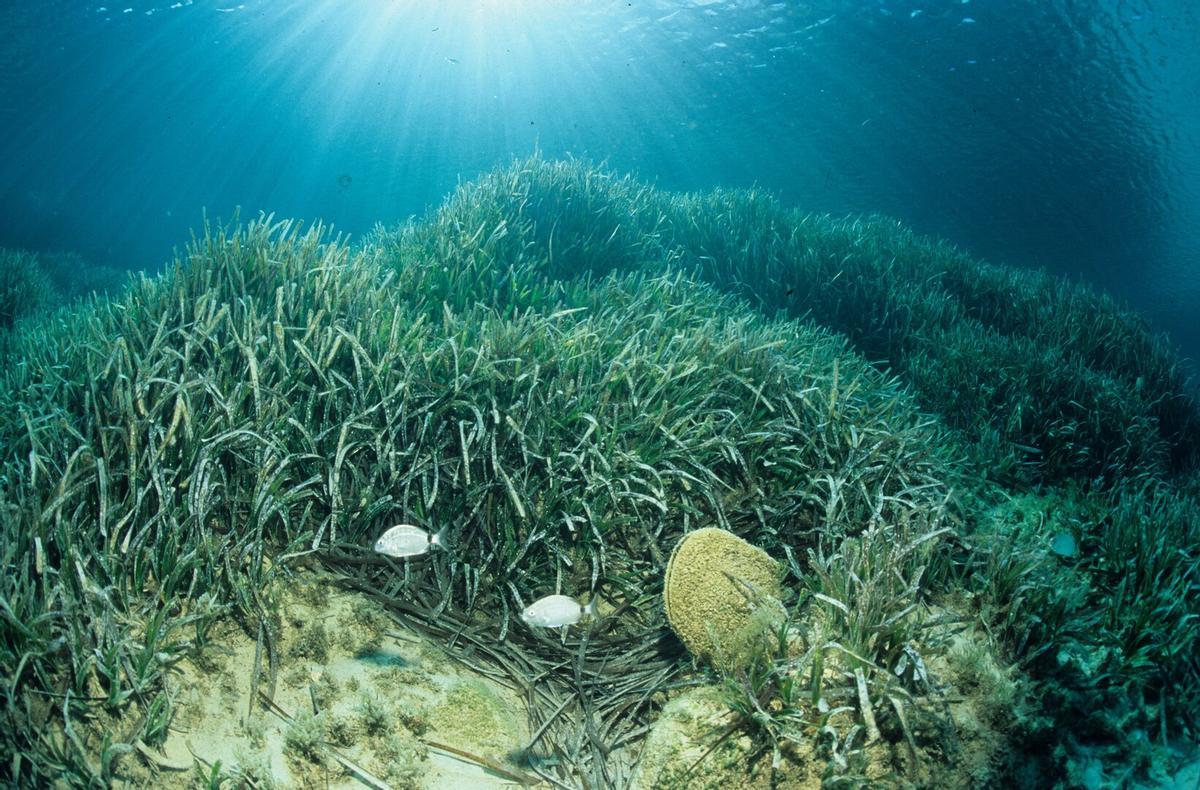 Una imatge de posidònia al fons marí.