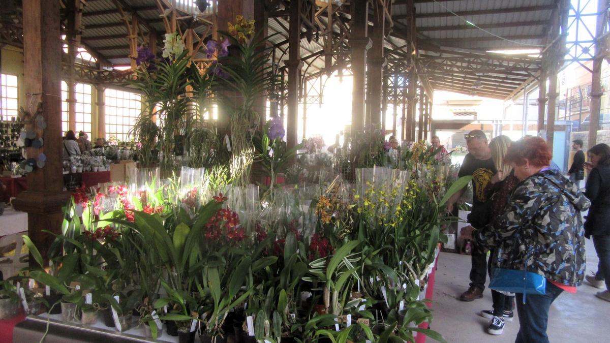 Imagen de la Feria de la Orquídea, celebrada en 2023, en el Antiguo Mercado Municipal.