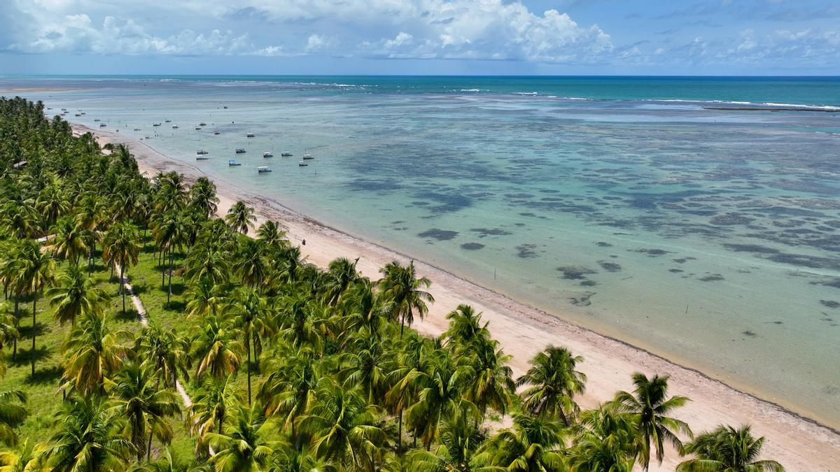 Praia do Patacho, ubicada en Porto de Pedras (a solo unos minutos al norte de São Miguel dos Milagres, Brasil), es un paraíso de arena blanca y aguas cristalinas. Famosa por sus hermosos cocoteros, es una de las pocas playas del país galardonadas con el Sello Azul