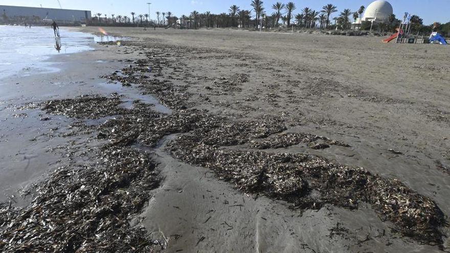 &#039;Filomena&#039; llena de algas las playas de Castelló