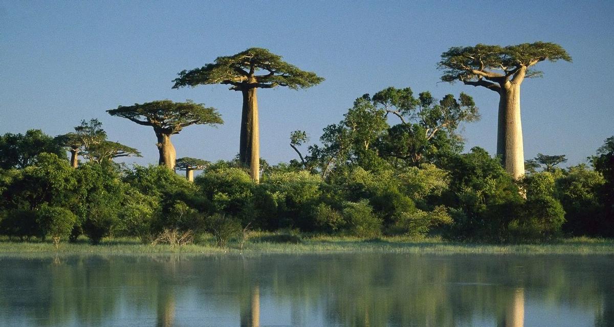 Baobabs en Madagascar