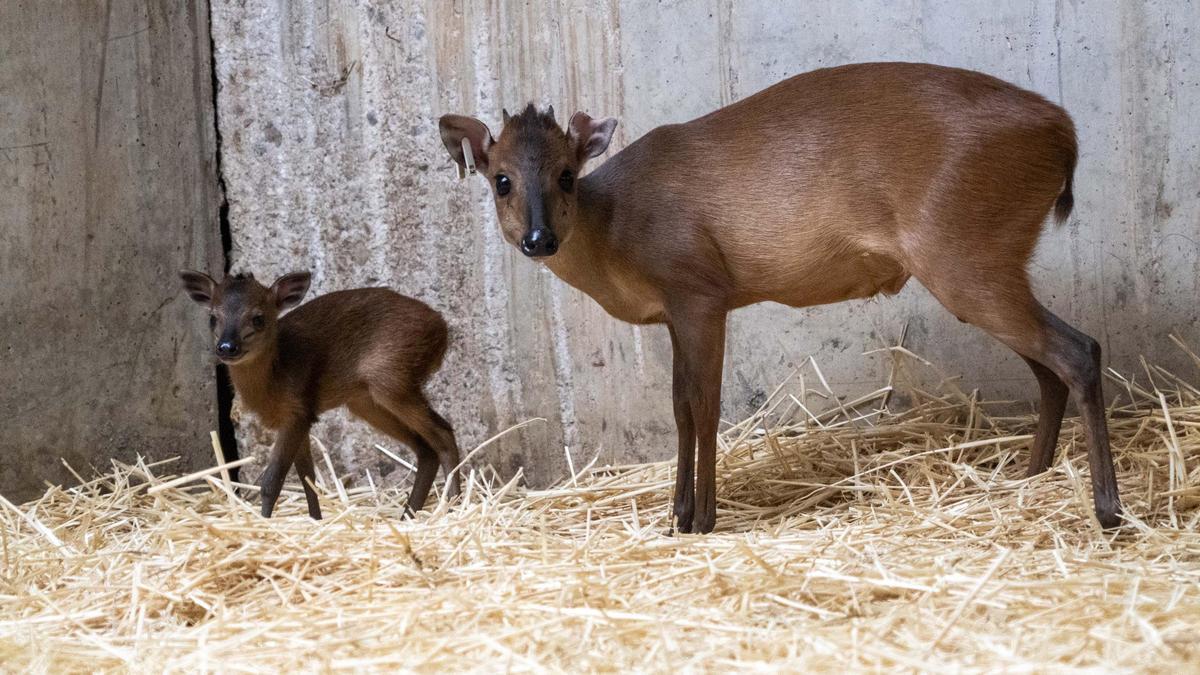 Nacen dos crías de duiker rojo de Natal en BIOPARC Valencia. Padre y cría en el cobijo interior