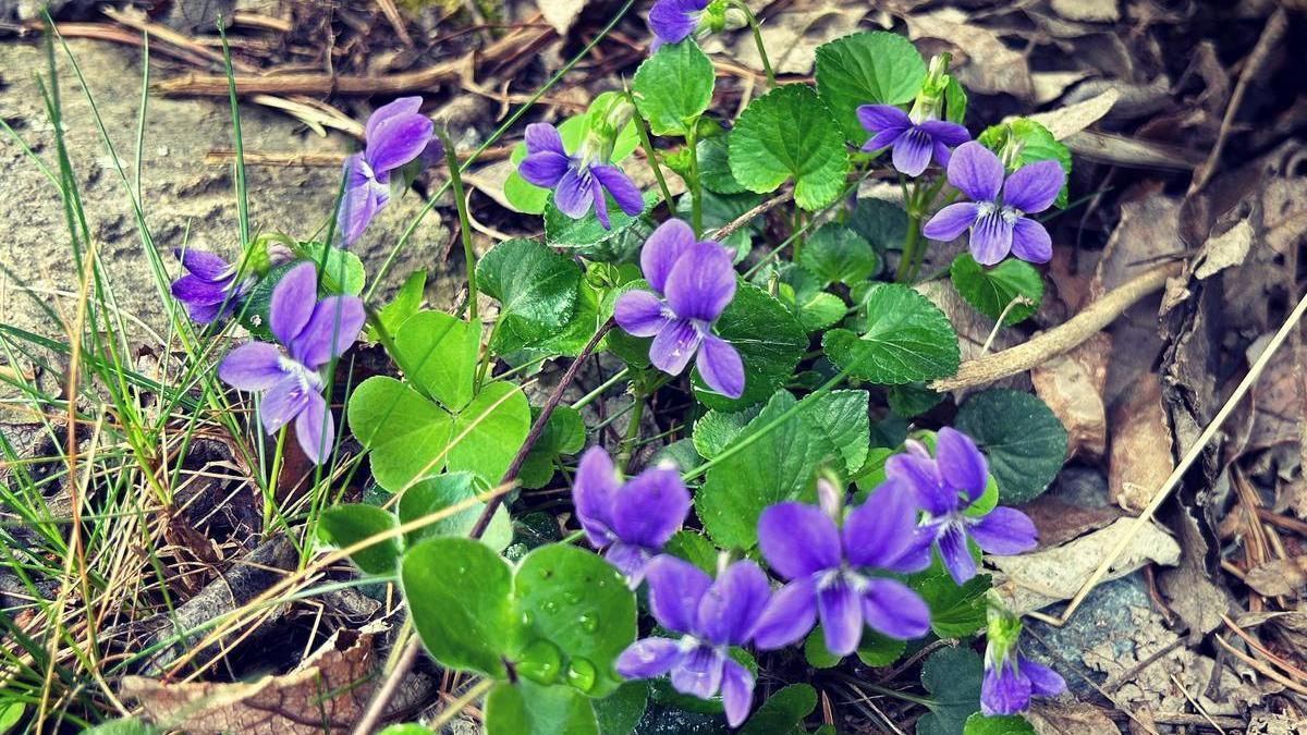 Violeta de muntanya.