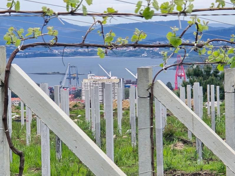 Viñedos en Vilagarcía, donde el sector trata de controlar el desarrollo de vegetación adventicia.