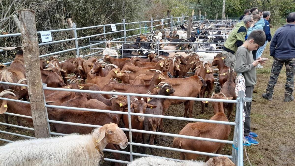 Cabras y ovejas en una feria de ganado en Sobrescobio.