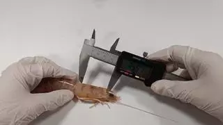 Investigadores de la UA dan con un método para la cría sostenible del langostino del Mediterráneo